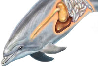 Ivan Stalio | Science | Anatomy | Medical | Dolphin Digestive System | Sistema Digestivo Delfino
