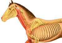 Ivan Stalio | Science | Anatomy | Medical | Horse Anatomy | Anatomia Cavallo