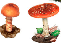 Ivan Stalio | Nature | Mushrooms | Funghi